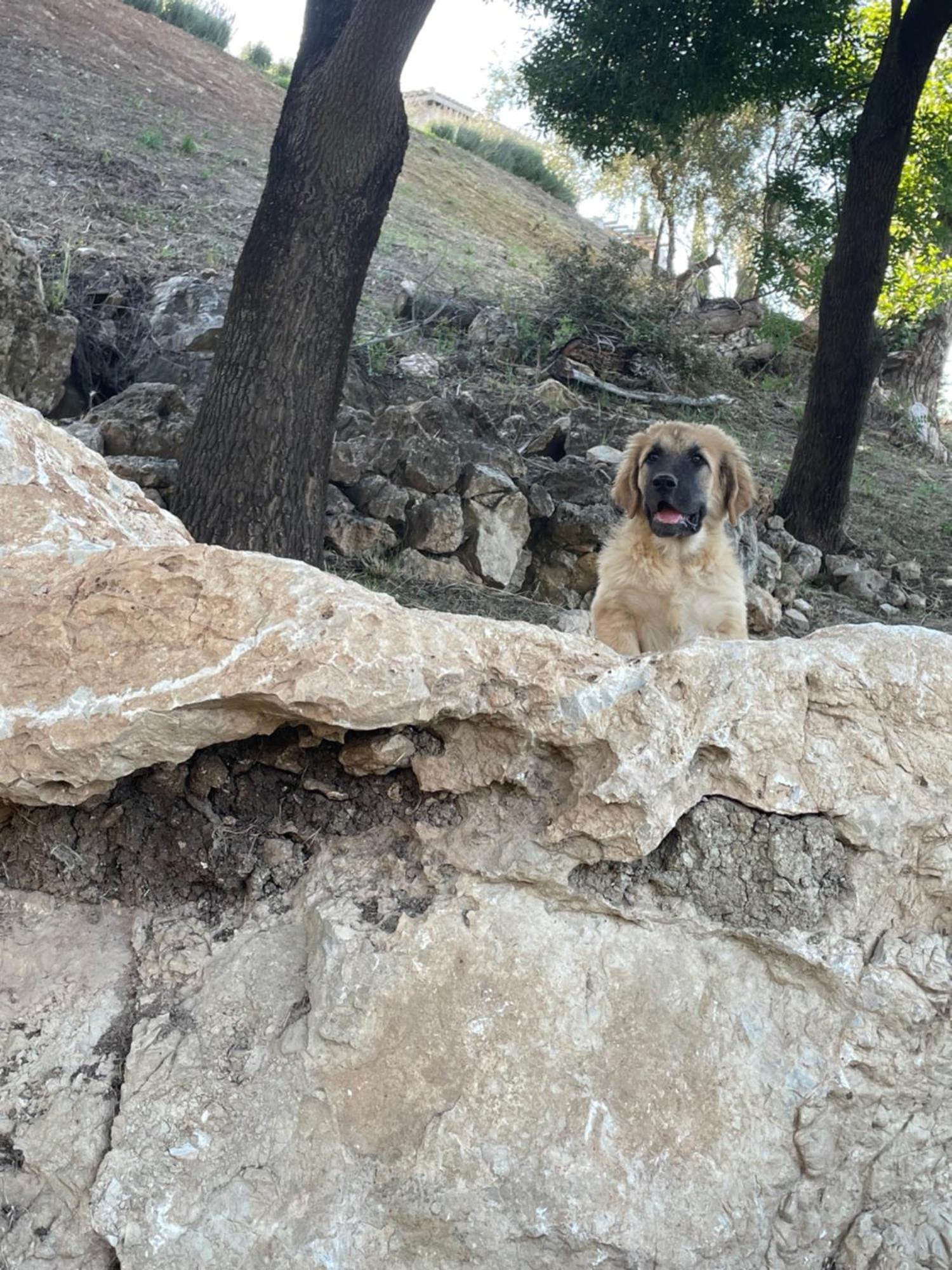 Cortijo Rancho Verde Colmenar Εξωτερικό φωτογραφία